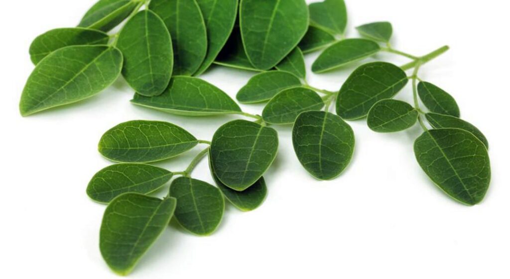 Daun Kelor