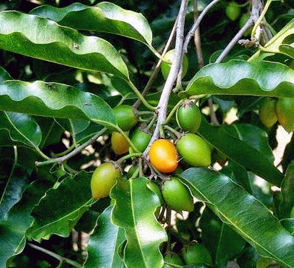 Pohon Buah Melinjo