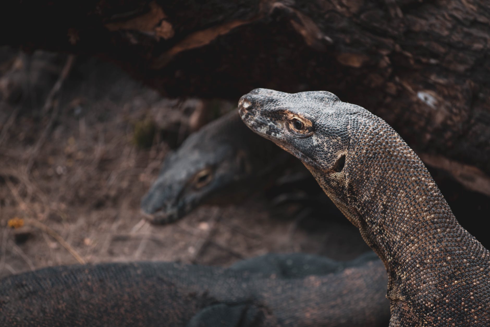 close up photo of komodo dragons