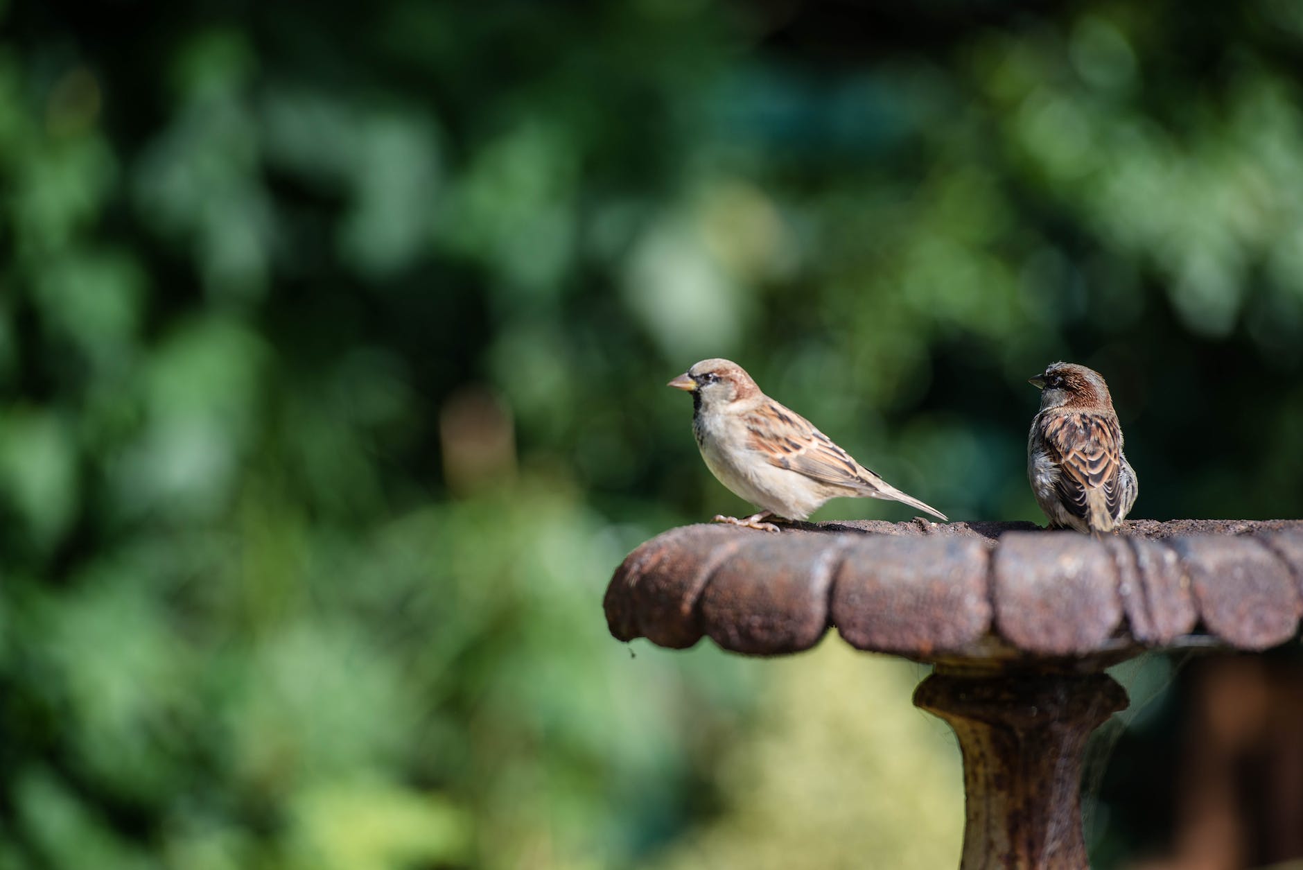 di Indonesia dikenal dengan Burung Gereja di Luar dikenal House Sparrow small sparrows on metal construction in nature