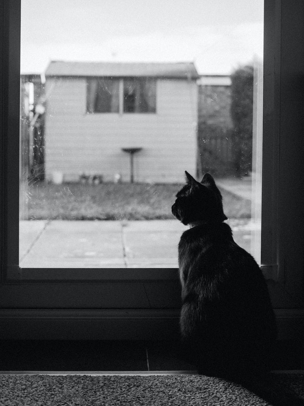 black and white photo of a cat sitting by the window